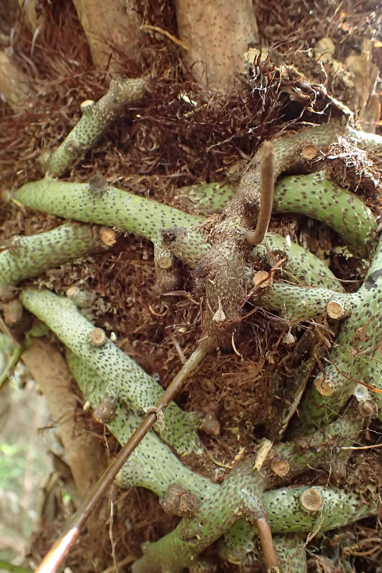 Close view of Kangaroo Fern (Lecanopteris pustulata) foliage.