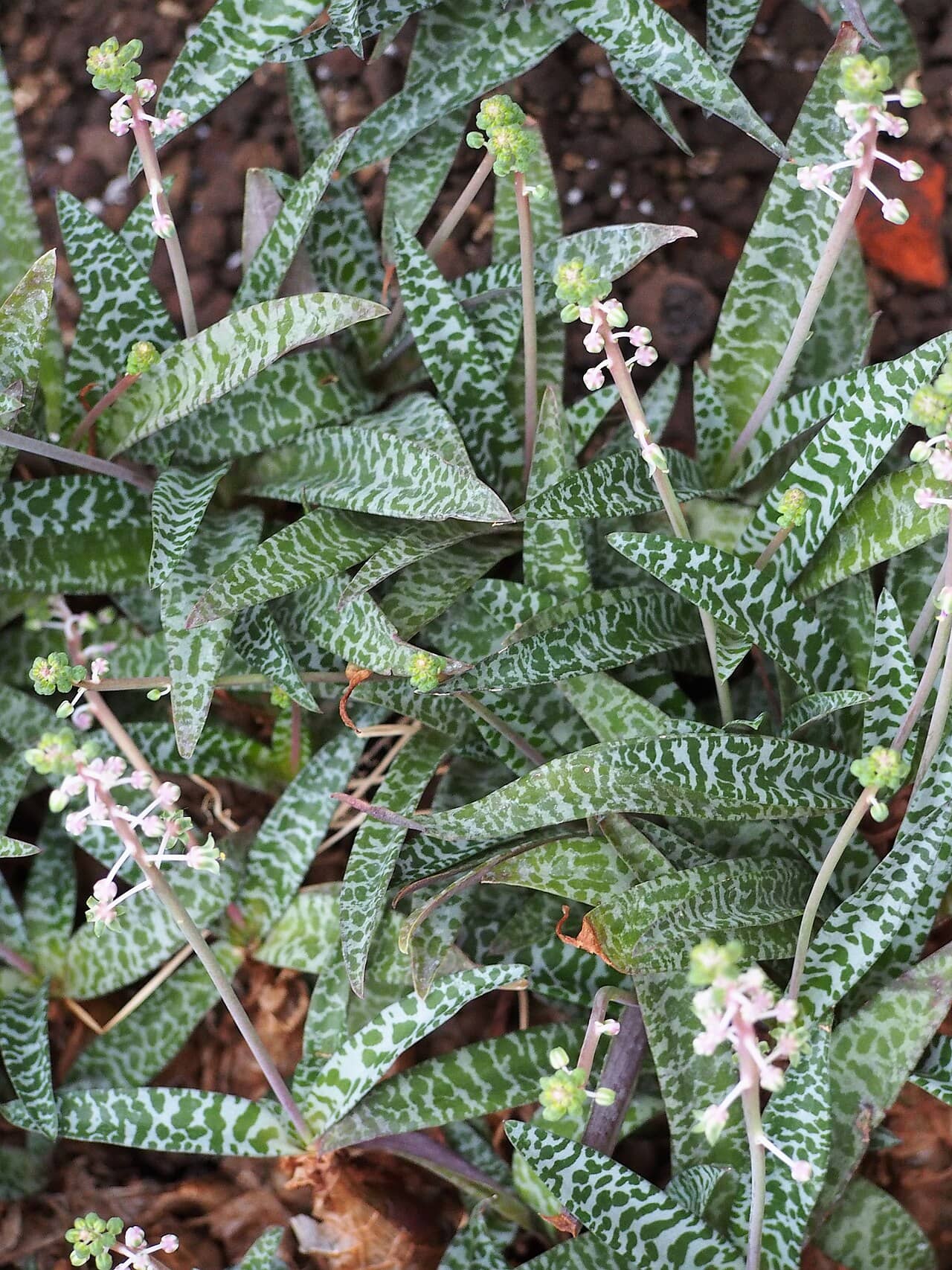 Leopard Lily (Ledebouria socialis), the whole plant.