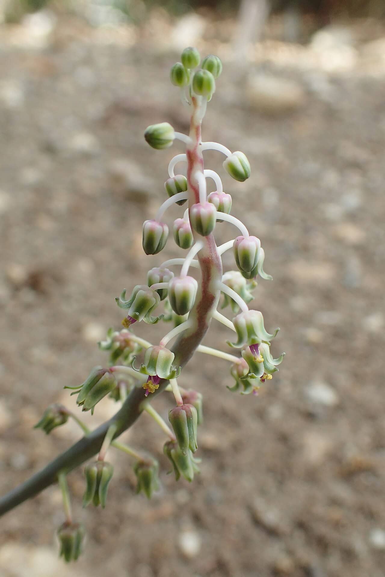 Flowers of Leopard Lily (Ledebouria socialis).