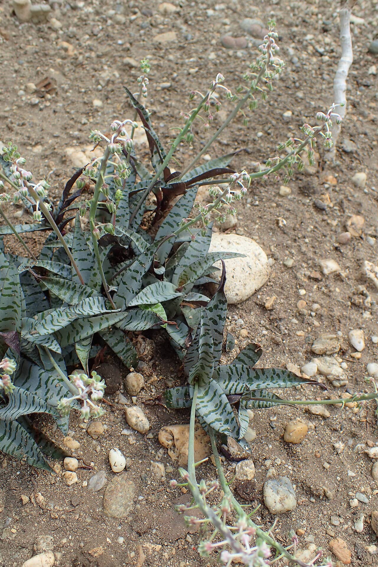 Leopard Lily (Ledebouria socialis) growing wild.