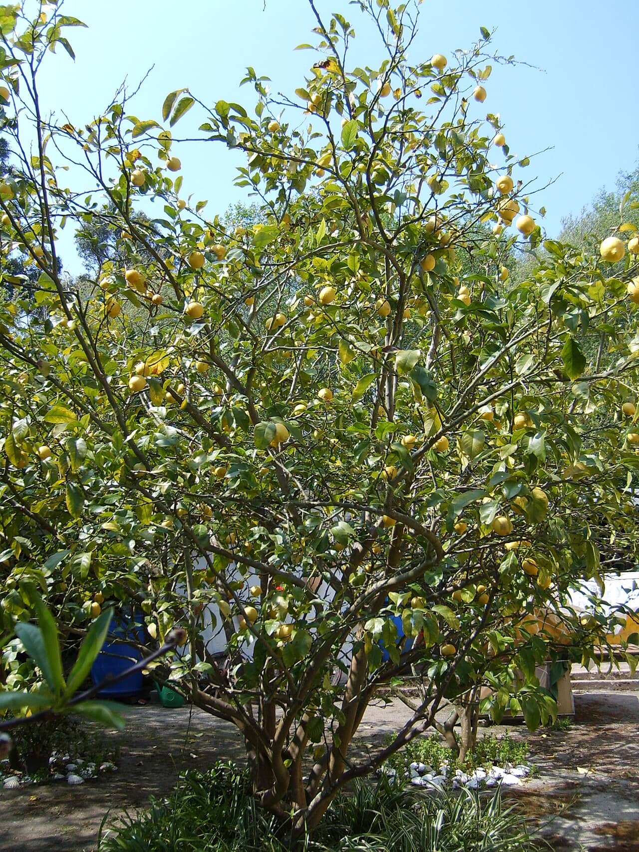 Lemon (Citrus x limon), the whole plant.