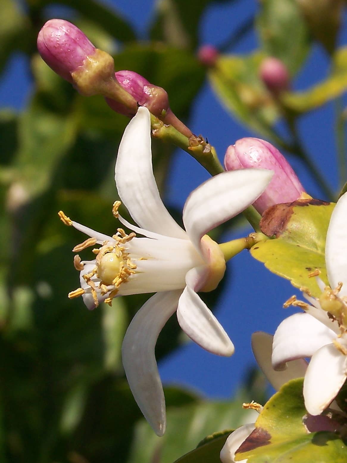 Flowers of Lemon (Citrus x limon).