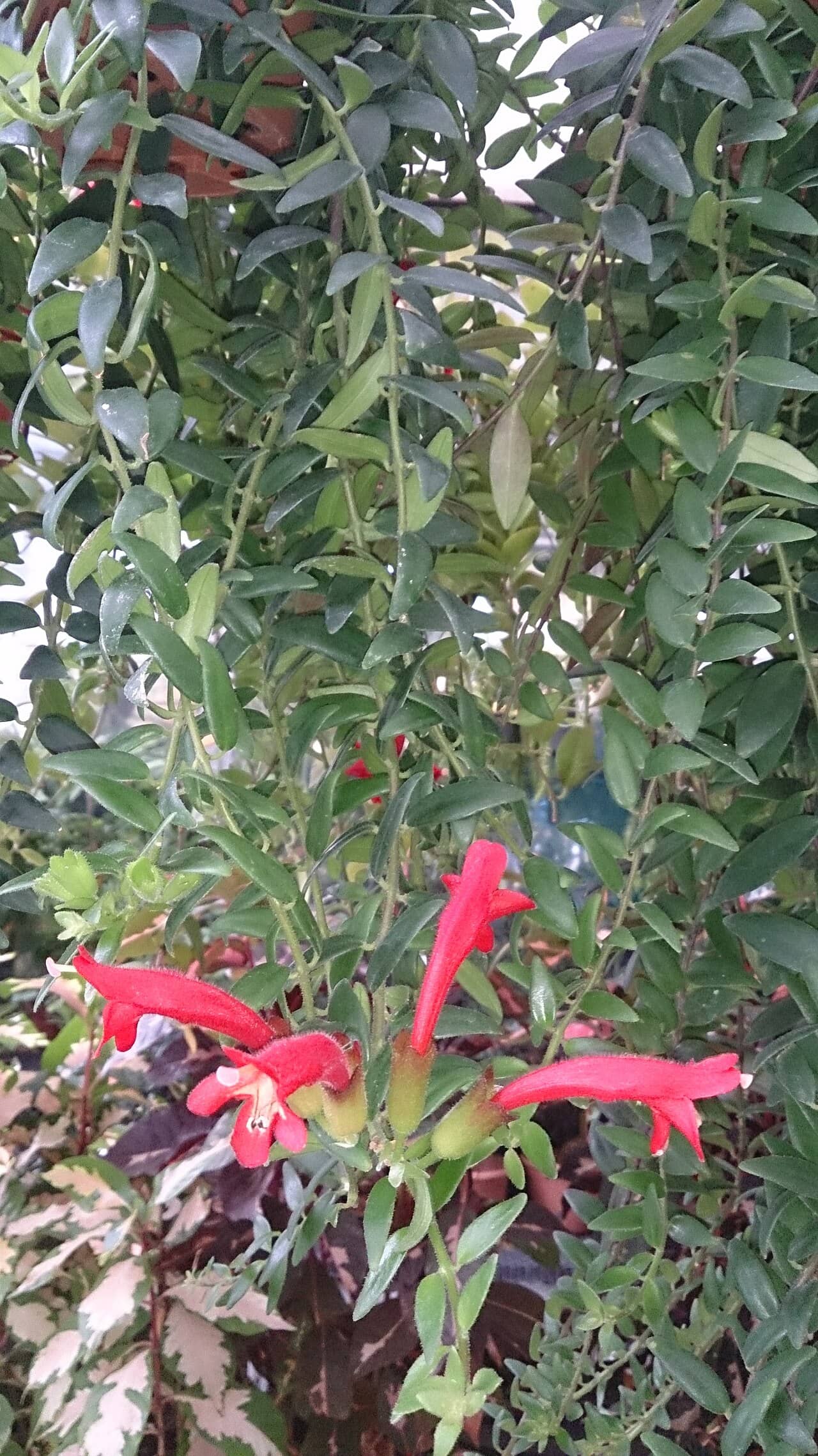 Lipstick plant (Aeschynanthus radicans), the whole plant.