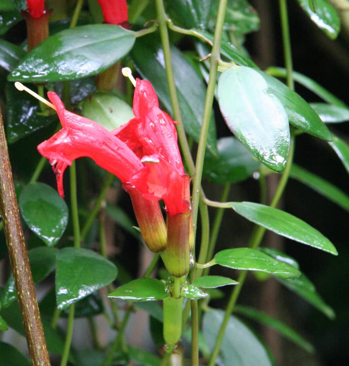 Flowers of Lipstick plant (Aeschynanthus radicans).
