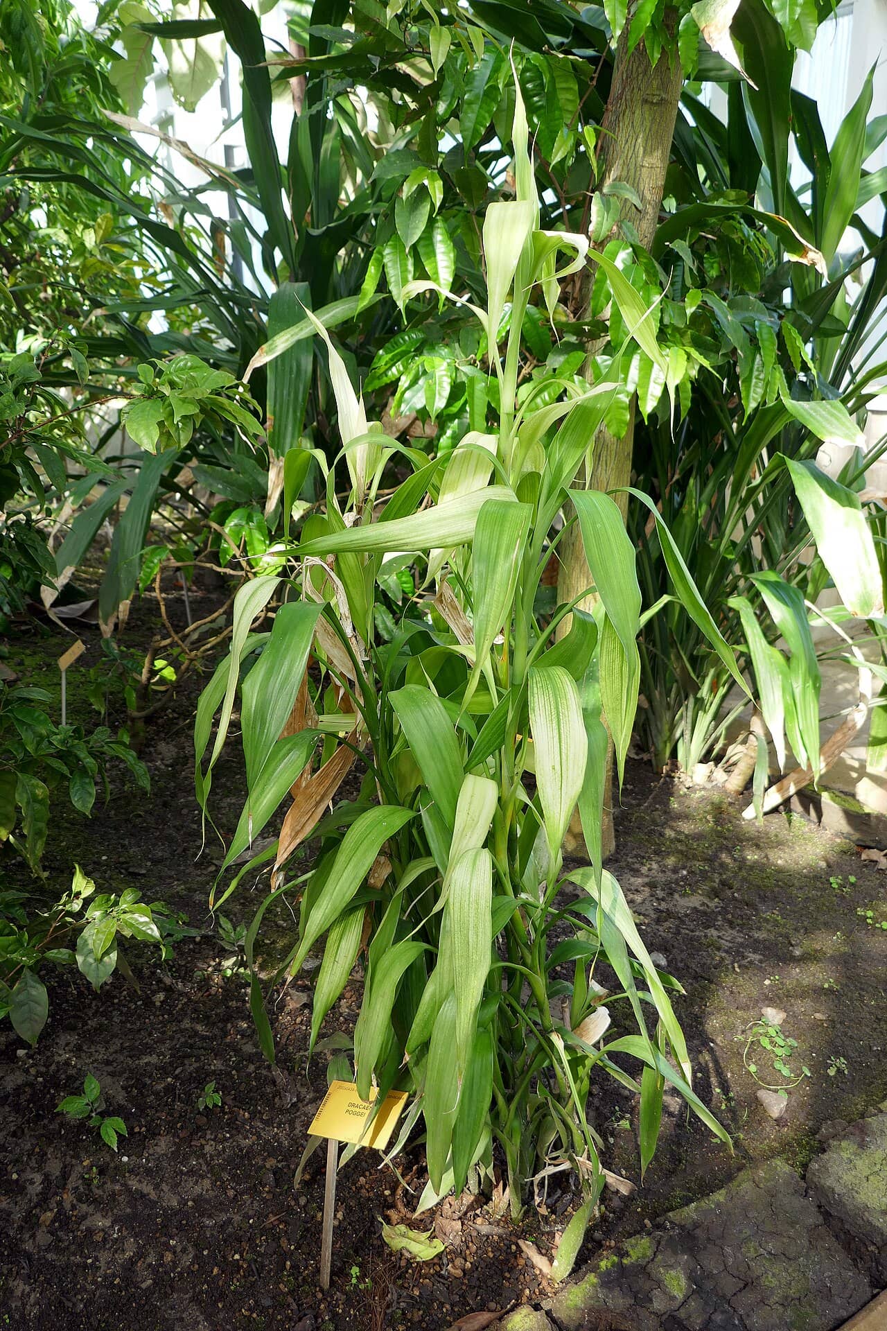 Lucky bamboo (Dracaena sanderiana), the whole plant.