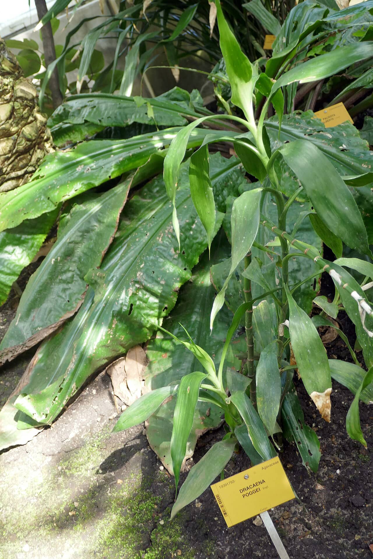 Close view of Lucky bamboo (Dracaena sanderiana) foliage.