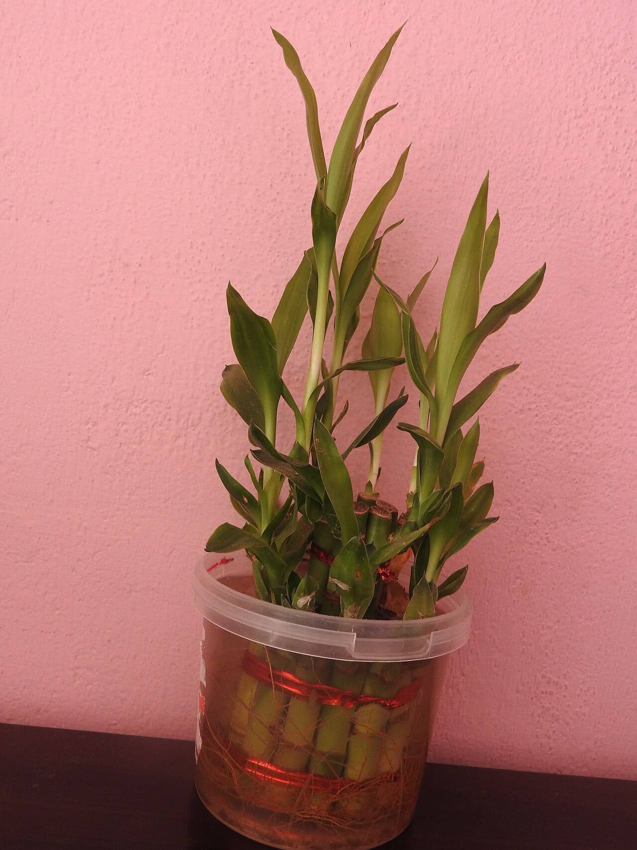 Lucky bamboo (Dracaena sanderiana) growing in a pot.