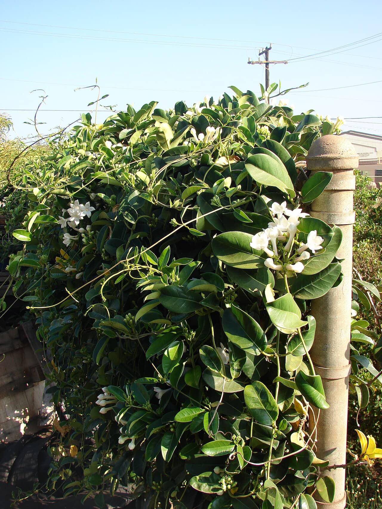 Madagascar Jasmine (Stephanotis floribunda), the whole plant.
