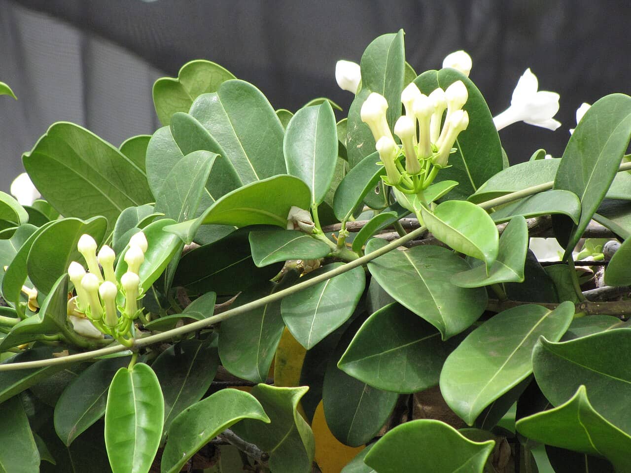 Flowers of Madagascar Jasmine (Stephanotis floribunda).