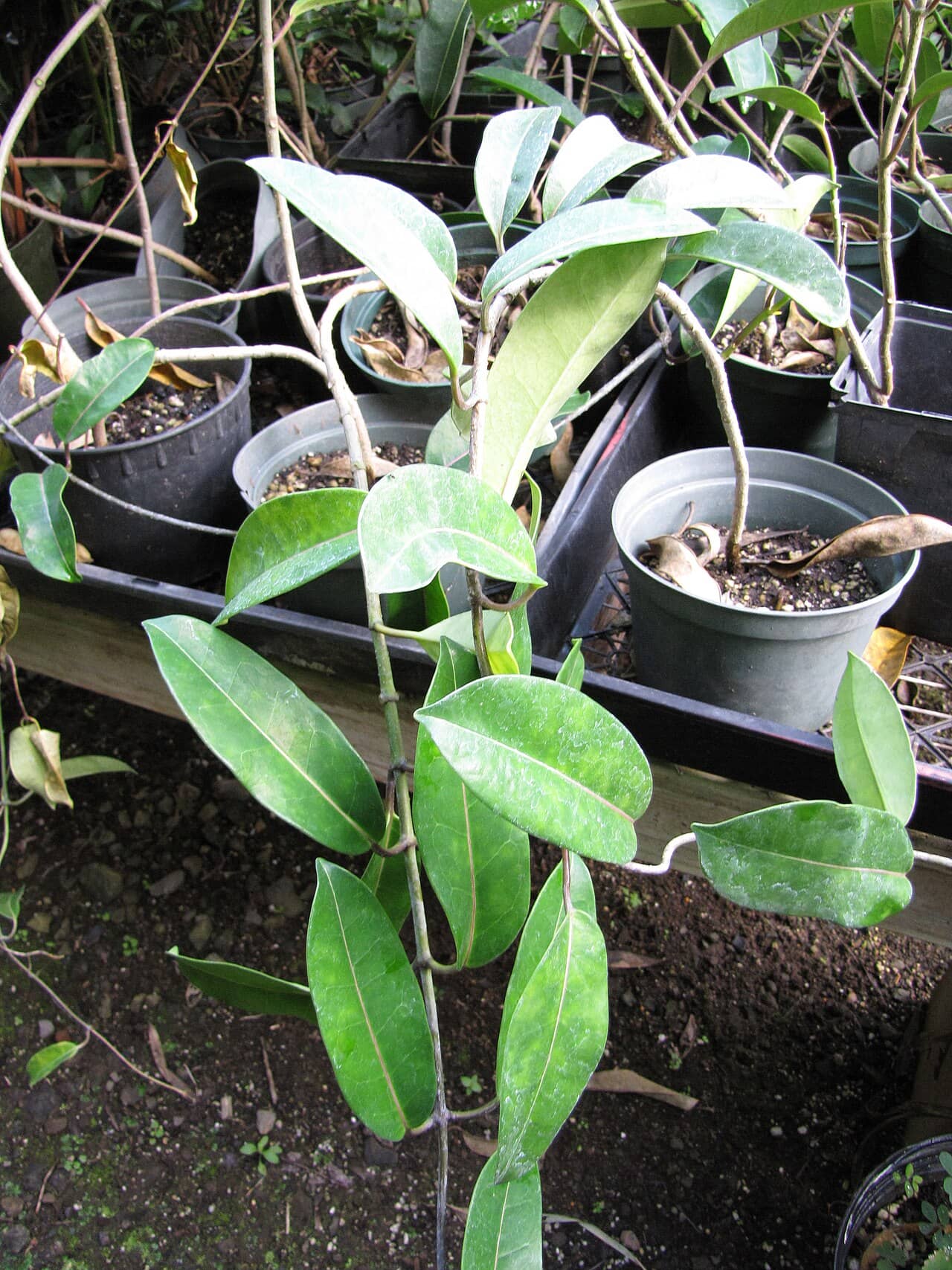 Madagascar Jasmine (Stephanotis floribunda) growing in a pot.