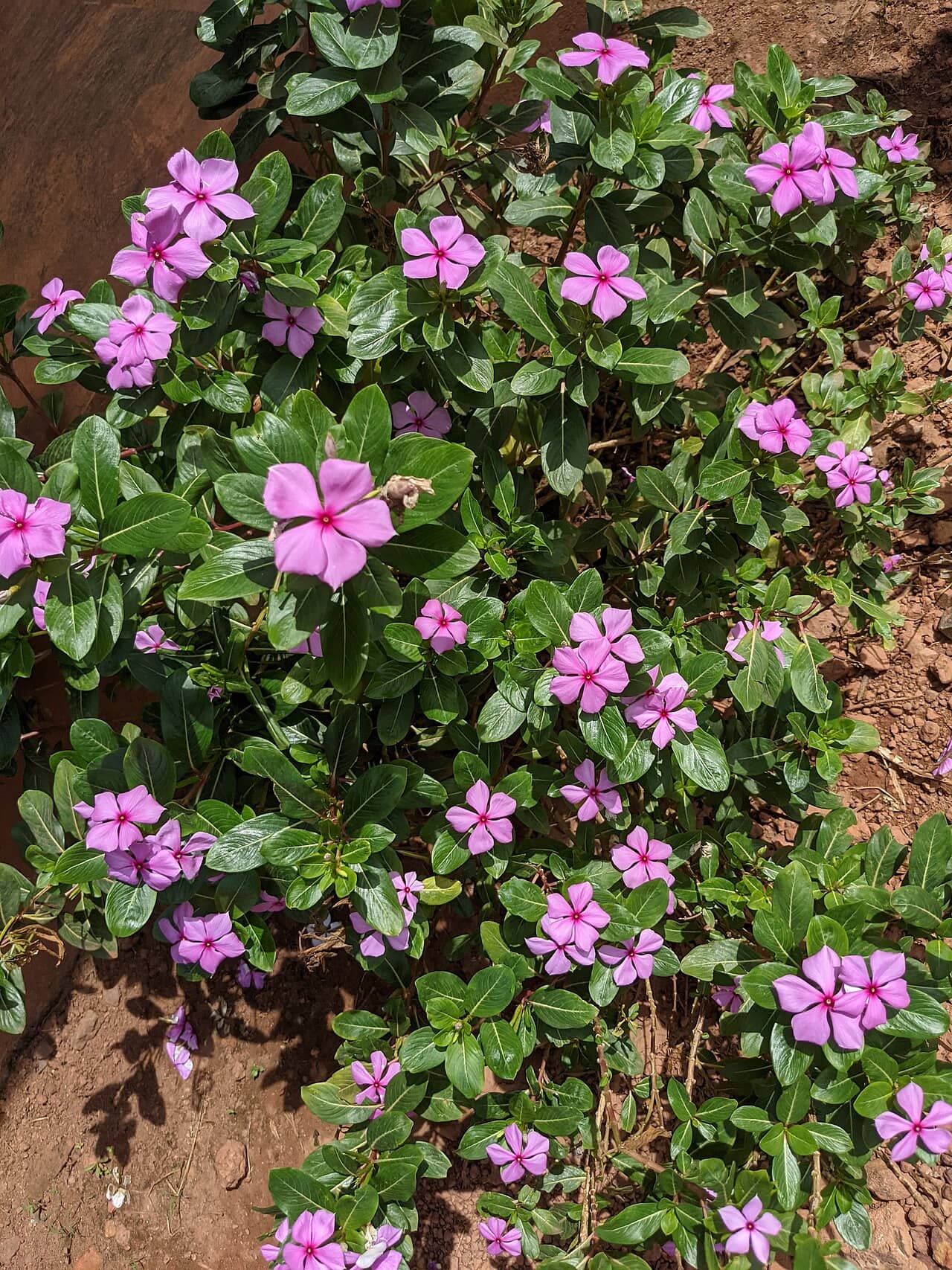Madagascar periwinkle (Catharanthus roseus), the whole plant.
