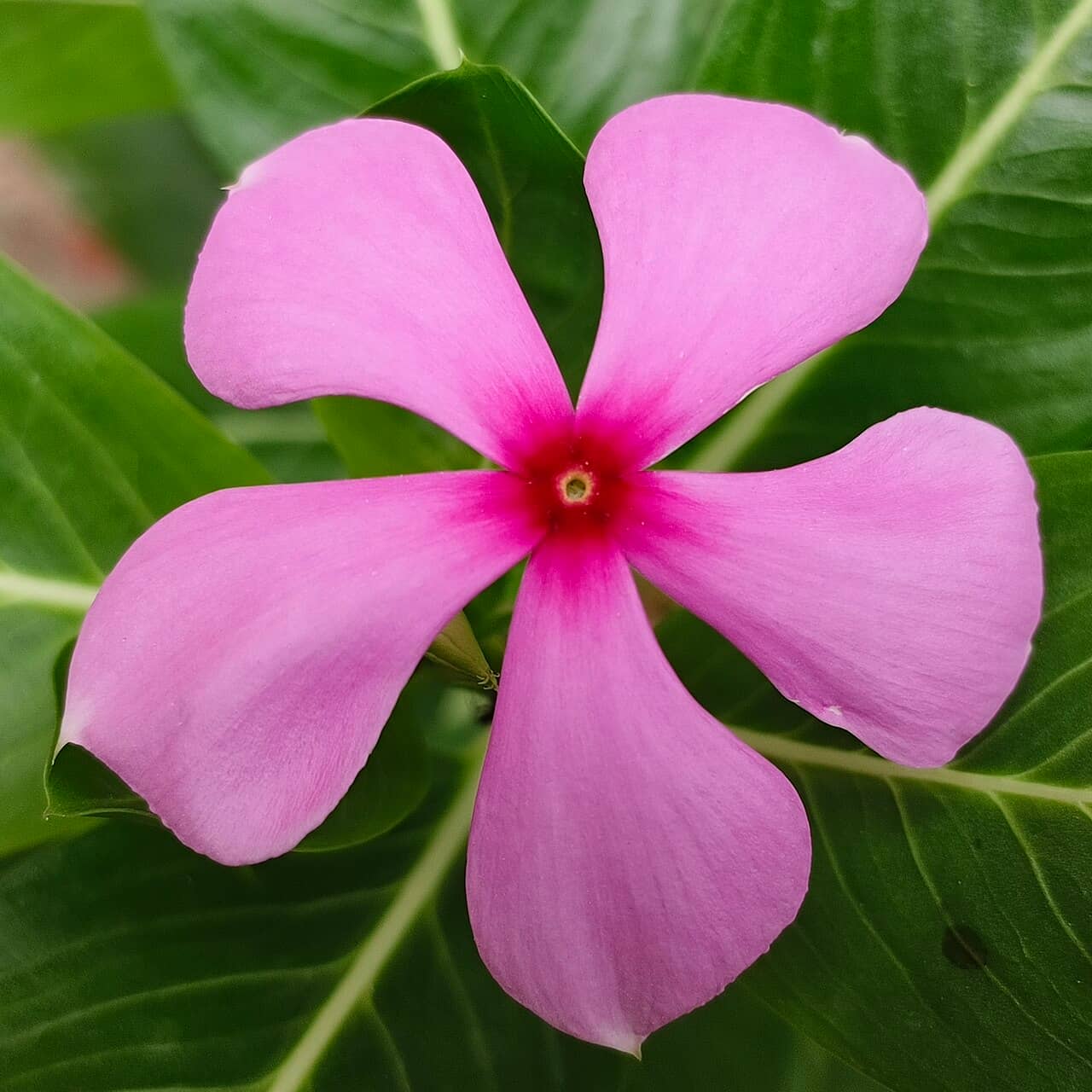 Flowers of Madagascar periwinkle (Catharanthus roseus).