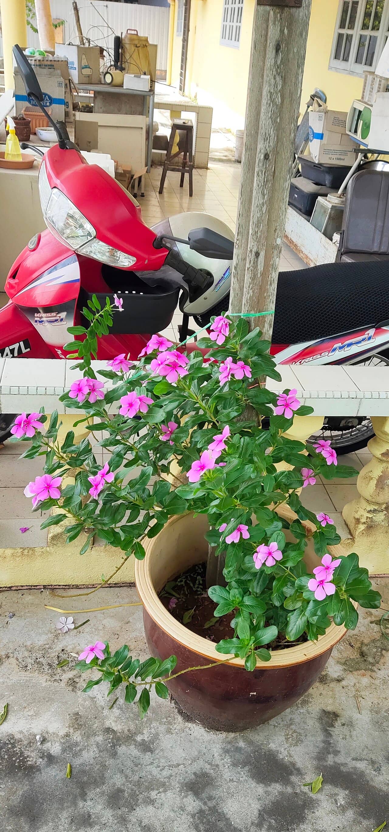 Madagascar periwinkle (Catharanthus roseus) growing in a pot.