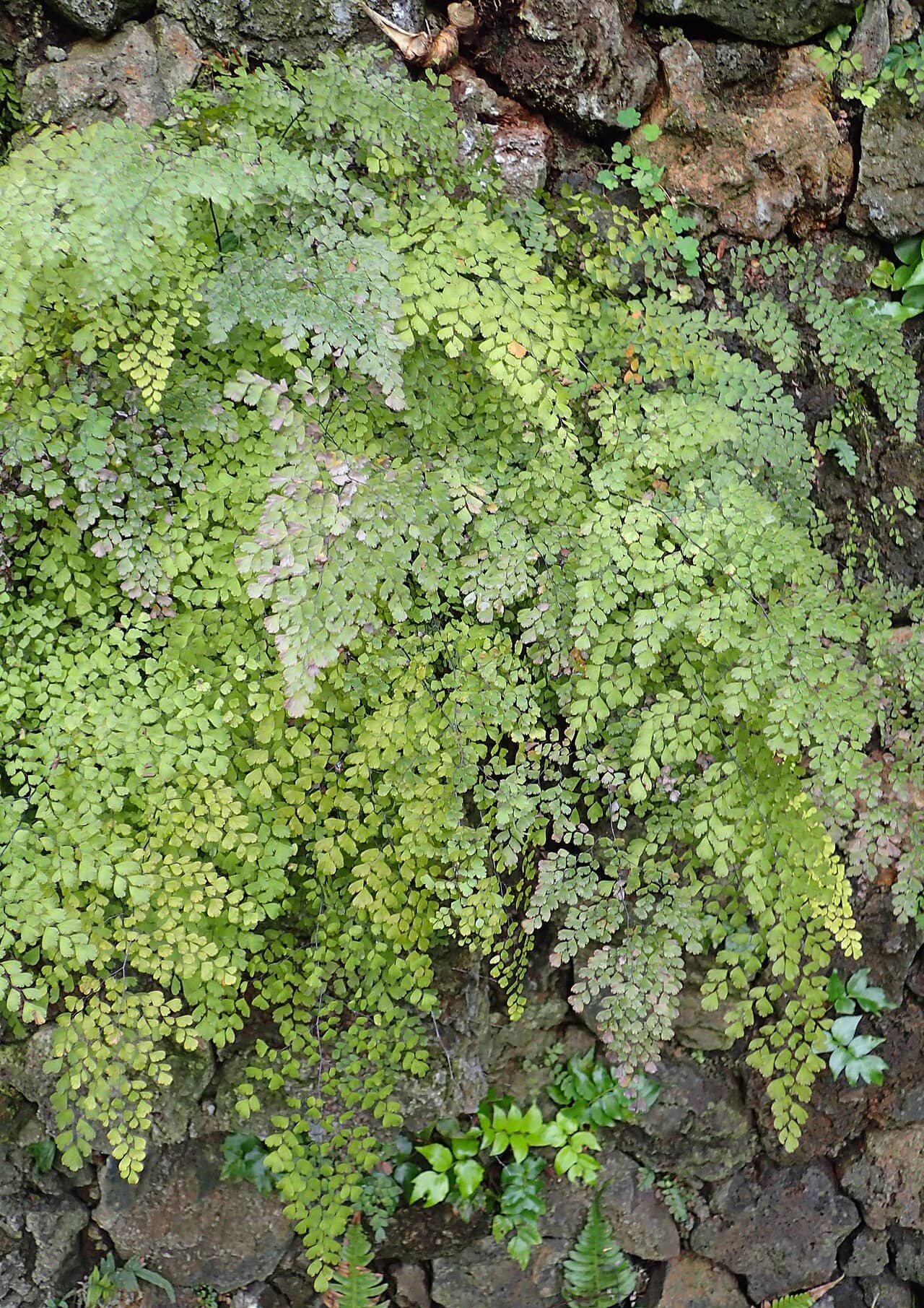 Maidenhair fern (Adiantum raddianum), the whole plant.