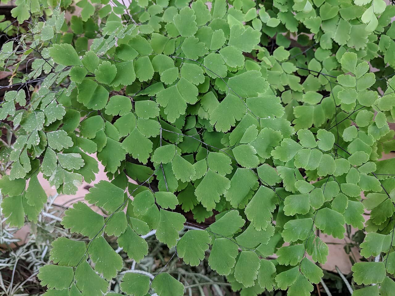 Close view of Maidenhair fern (Adiantum raddianum) foliage.