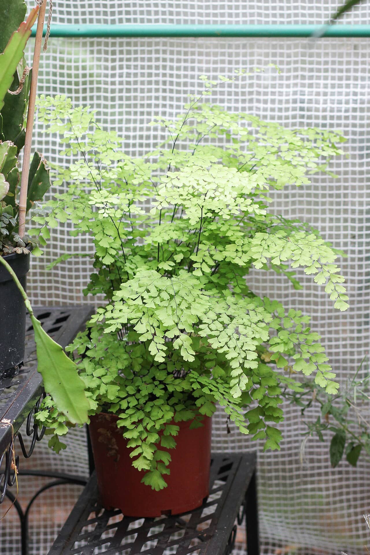 Maidenhair fern (Adiantum raddianum) growing in a pot.
