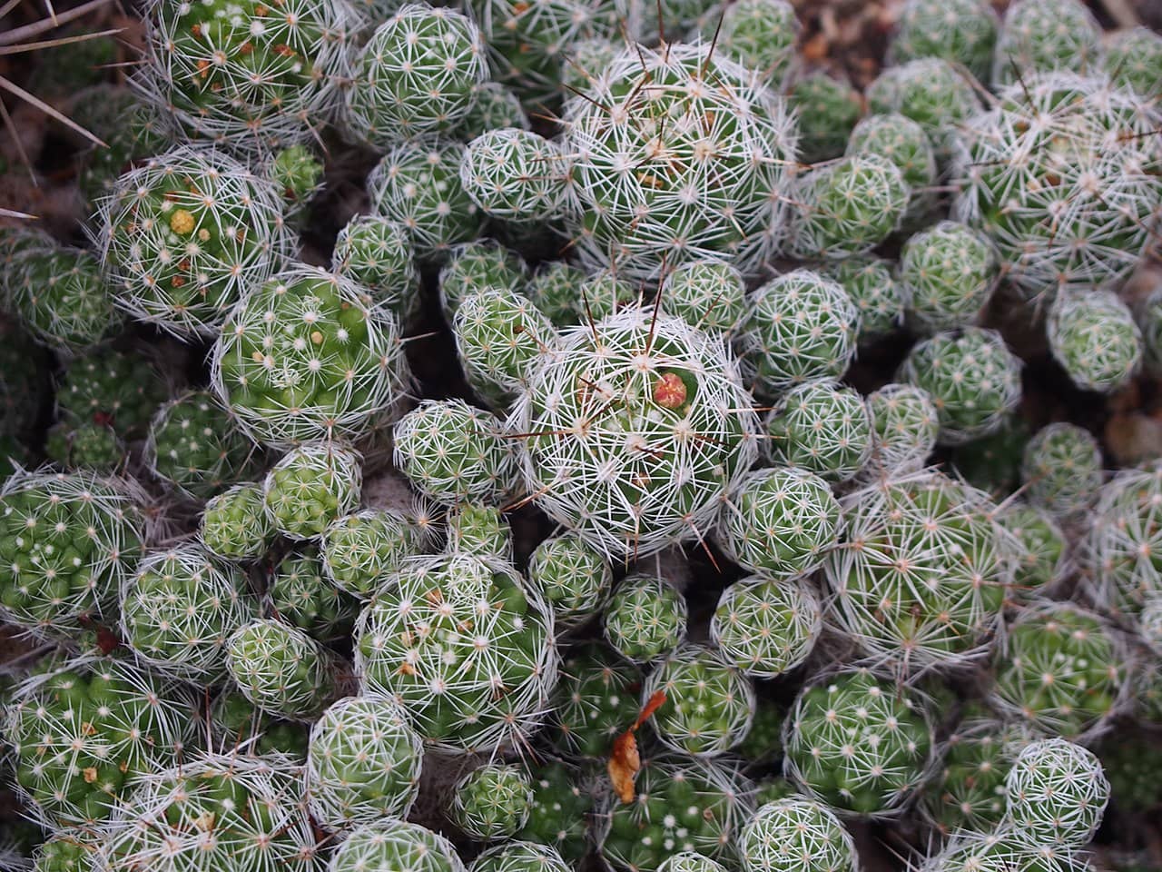 Thimble Cactus (Mammillaria vetula), the whole plant.