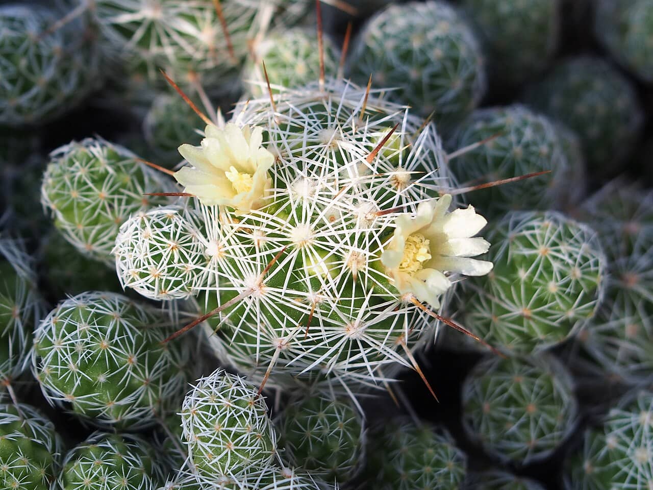 Flowers of Thimble Cactus (Mammillaria vetula).