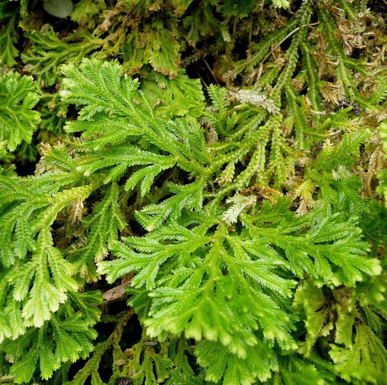 Marten's club moss (Selaginella martensii), the whole plant.