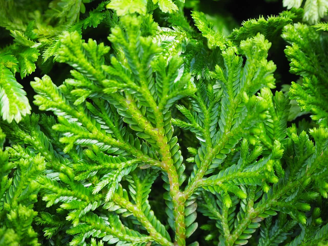 Close view of Marten's club moss (Selaginella martensii) foliage.