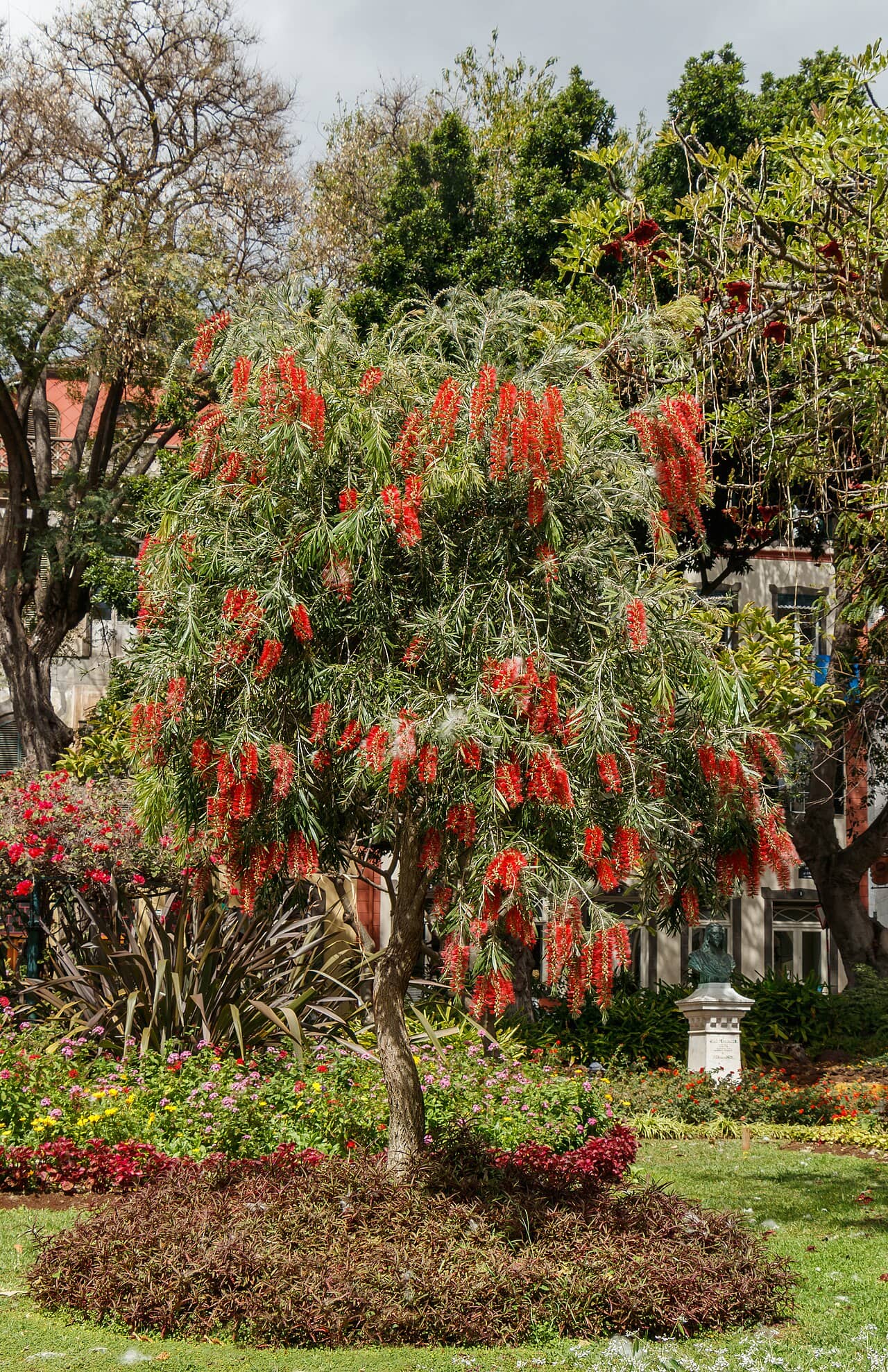 Erect Bottle Brush (Melaleuca linearis), the whole plant.