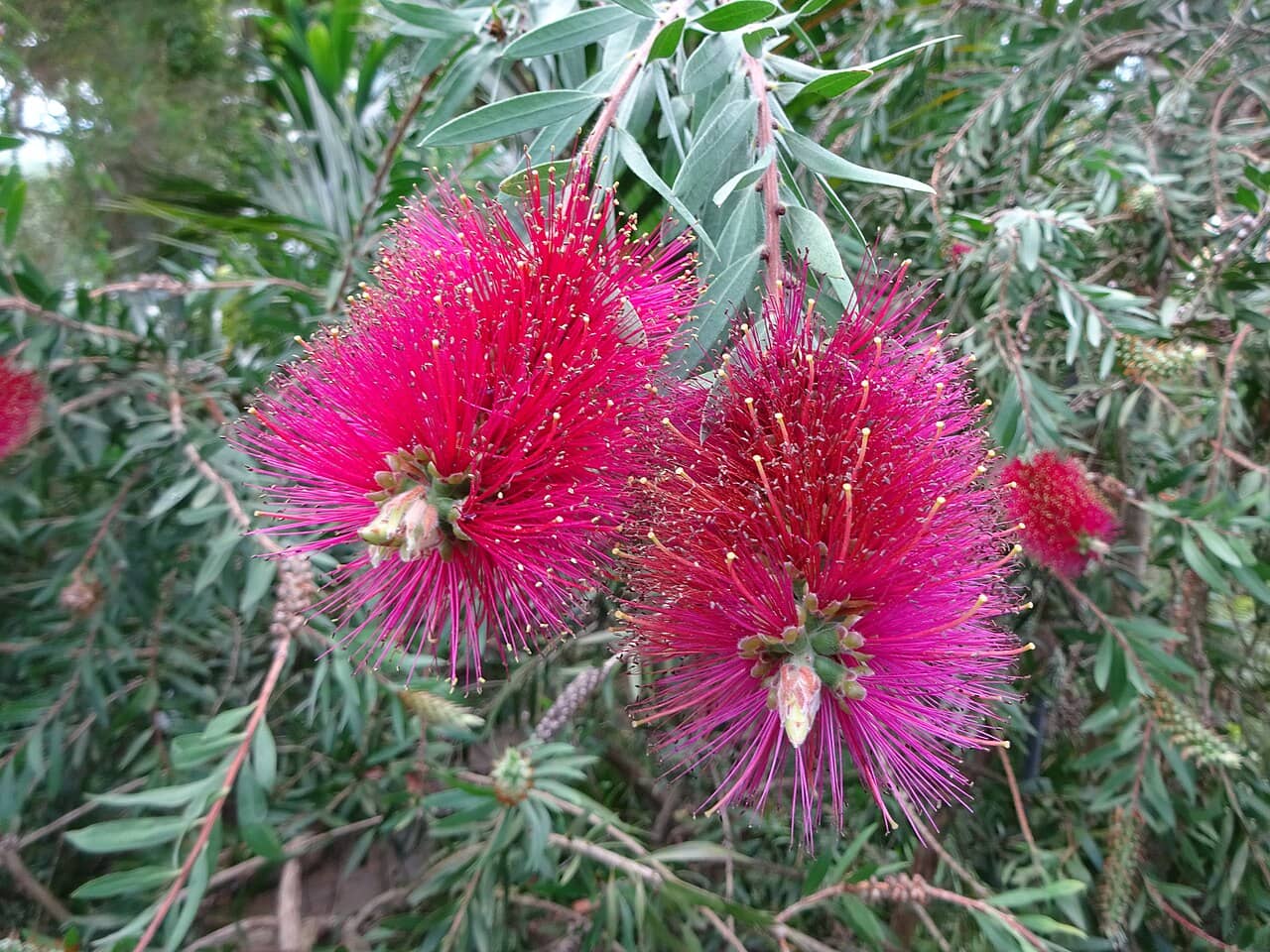 Flowers of Erect Bottle Brush (Melaleuca linearis).