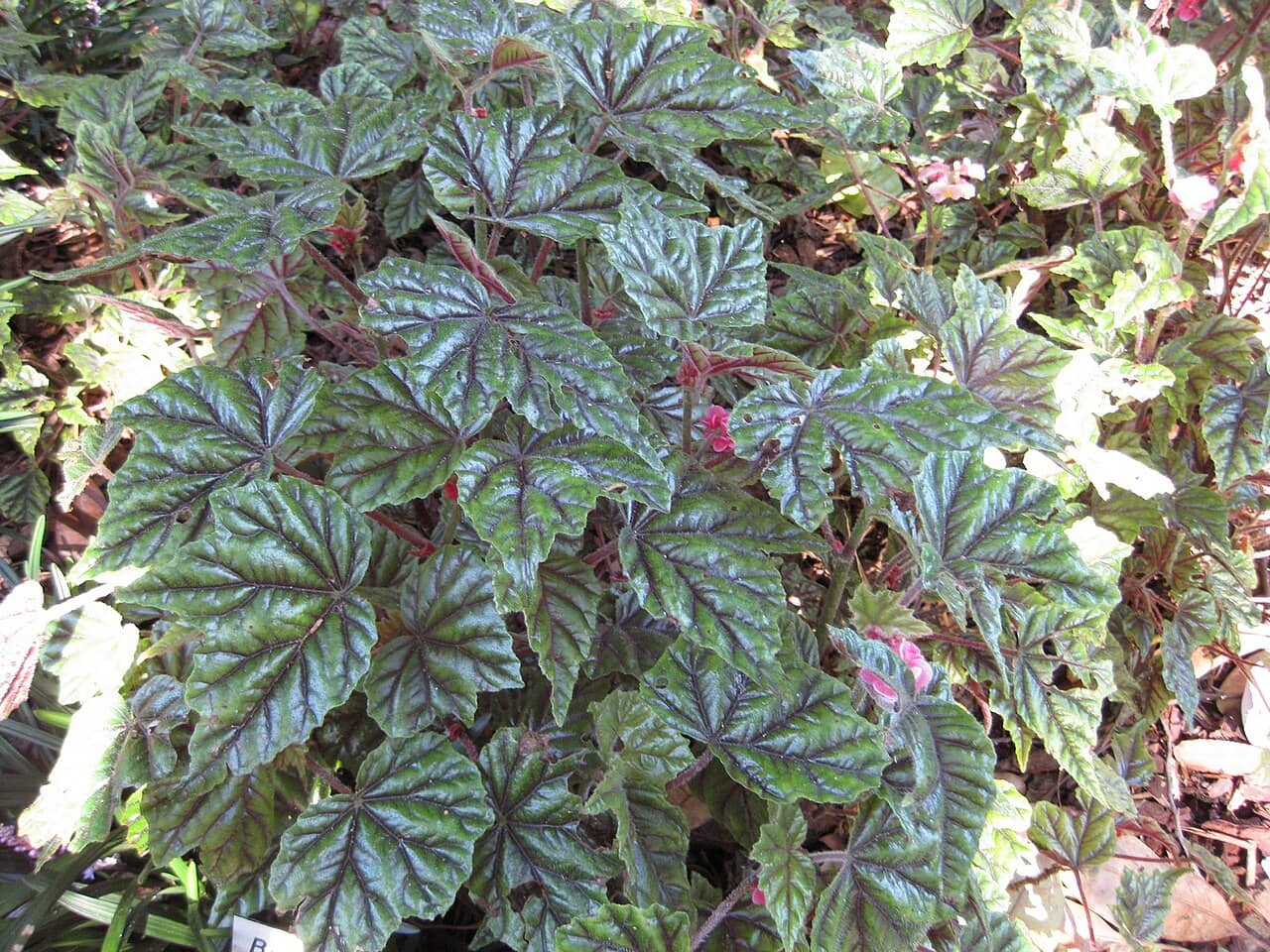 Metallic Leaf Begonia (Begonia incarnata), the whole plant.
