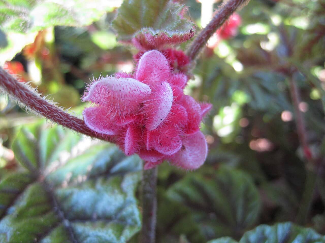 Flowers of Metallic Leaf Begonia (Begonia incarnata).