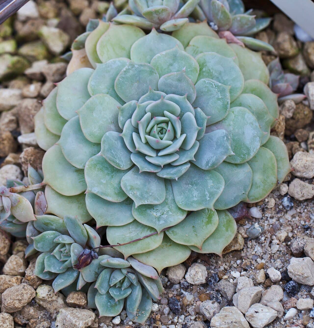 Mexican snowball (Echeveria elegans), the whole plant.