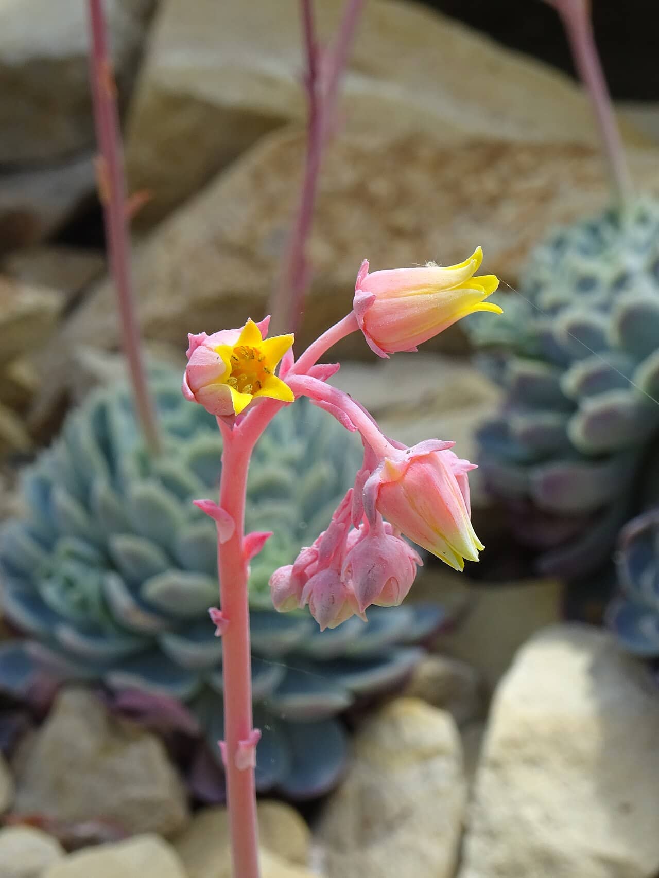 Flowers of Mexican snowball (Echeveria elegans).
