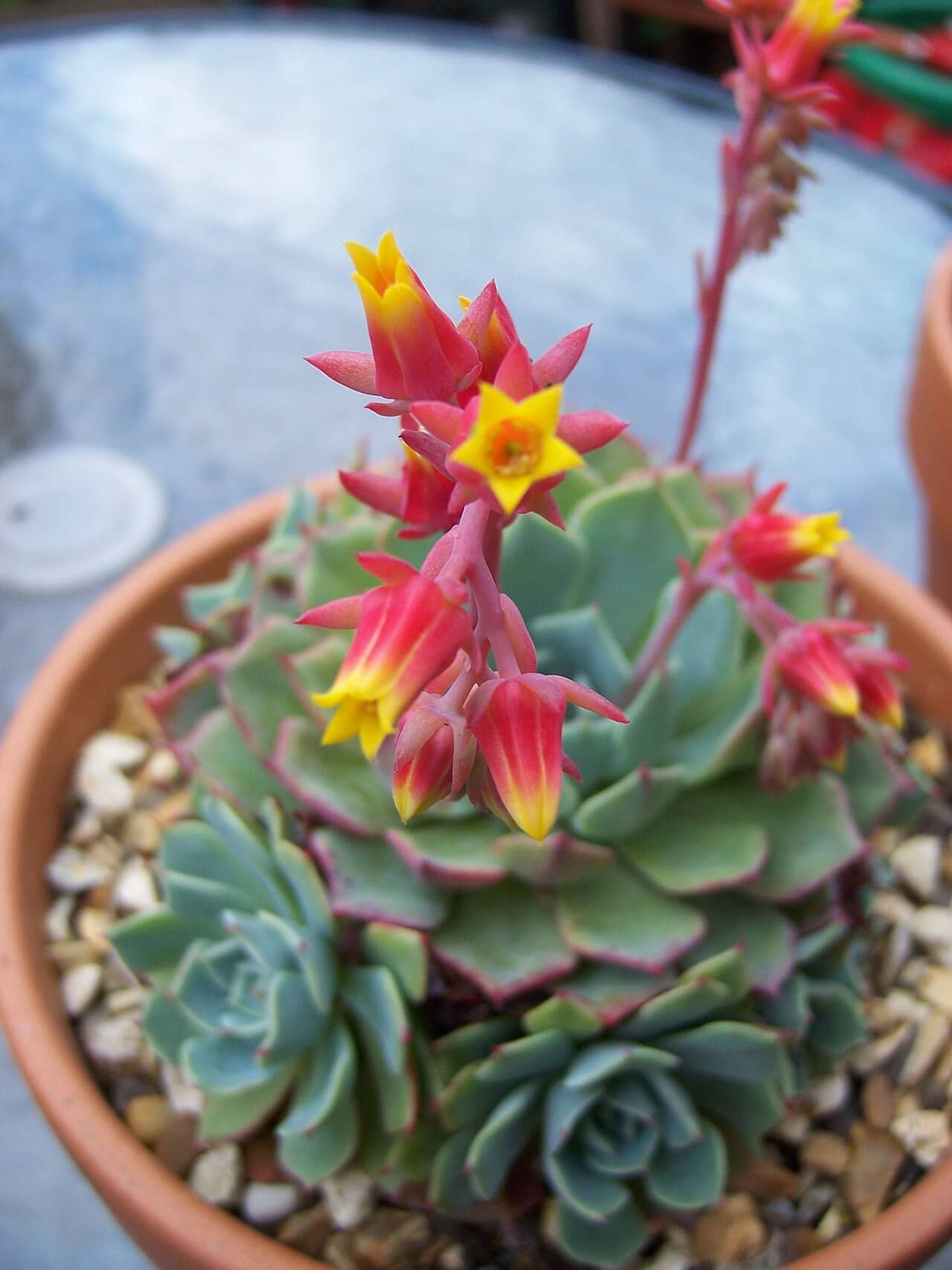 Mexican snowball (Echeveria elegans) growing in a pot.