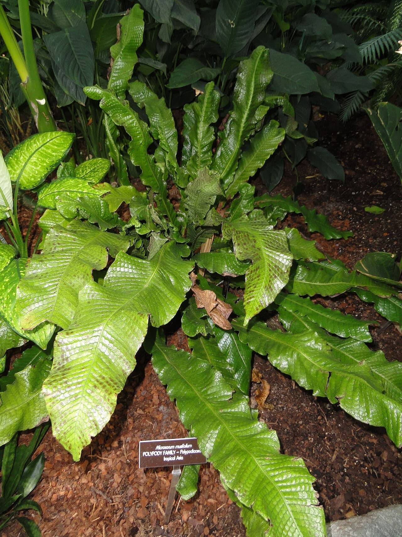 Alligator Fern (Microsorum musifolium), the whole plant.