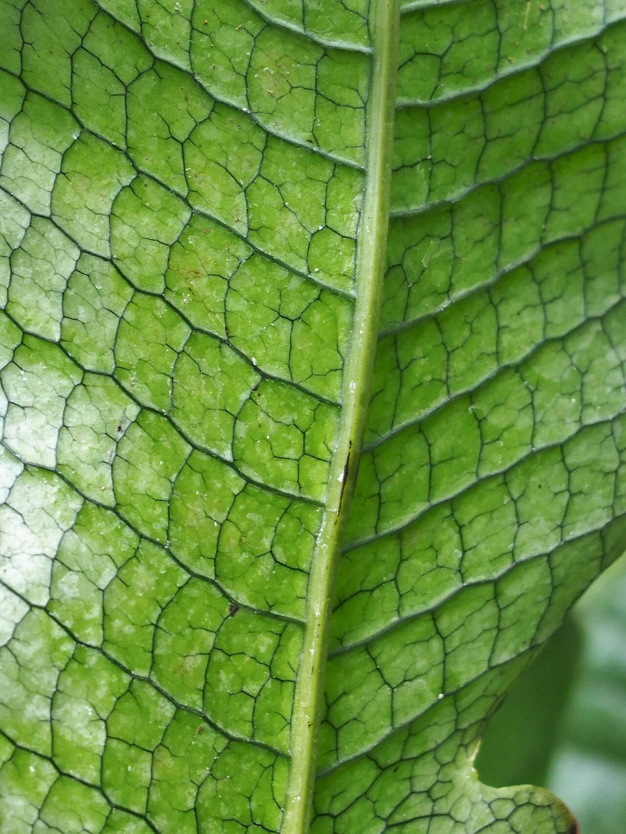 Close view of Alligator Fern (Microsorum musifolium) foliage.