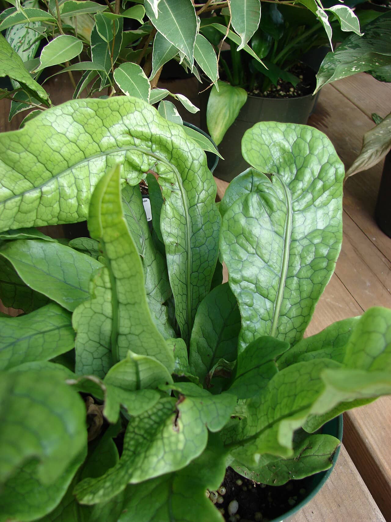 Alligator Fern (Microsorum musifolium) growing in a pot.