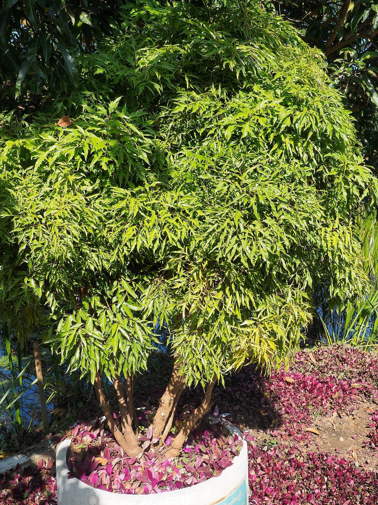 Ming Aralia (Polyscias fruticosa), the whole plant.