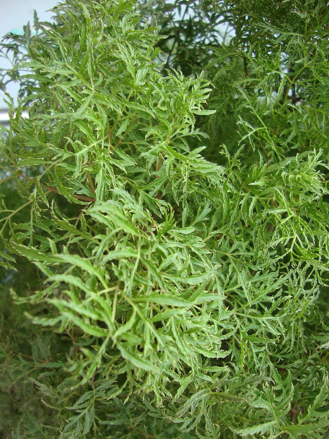 Close view of Ming Aralia (Polyscias fruticosa) foliage.