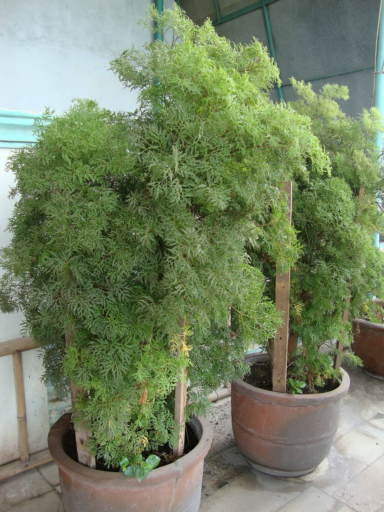 Ming Aralia (Polyscias fruticosa) growing in a pot.