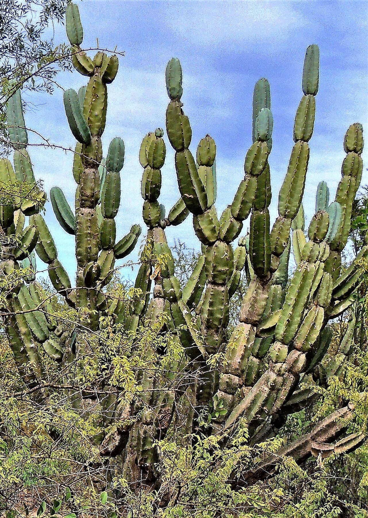 Ming Thing (Cereus forbesii), the whole plant.