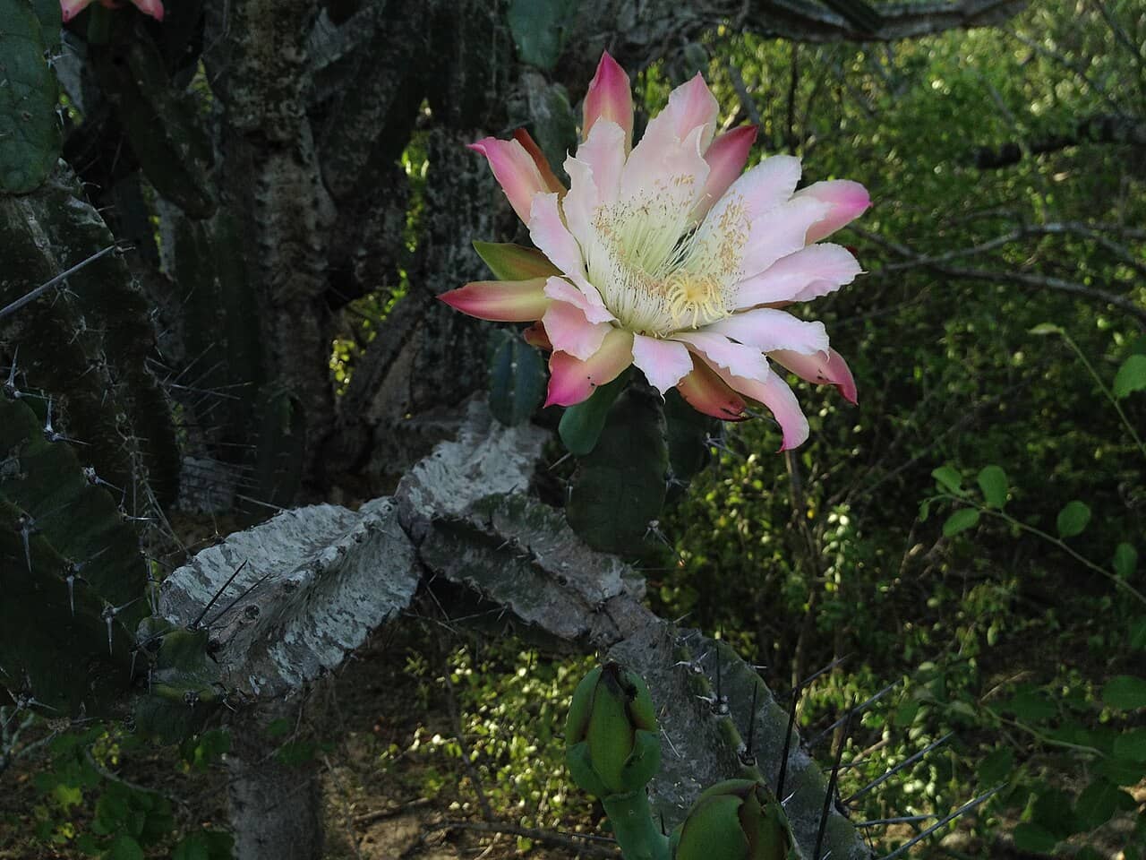 Flowers of Ming Thing (Cereus forbesii).