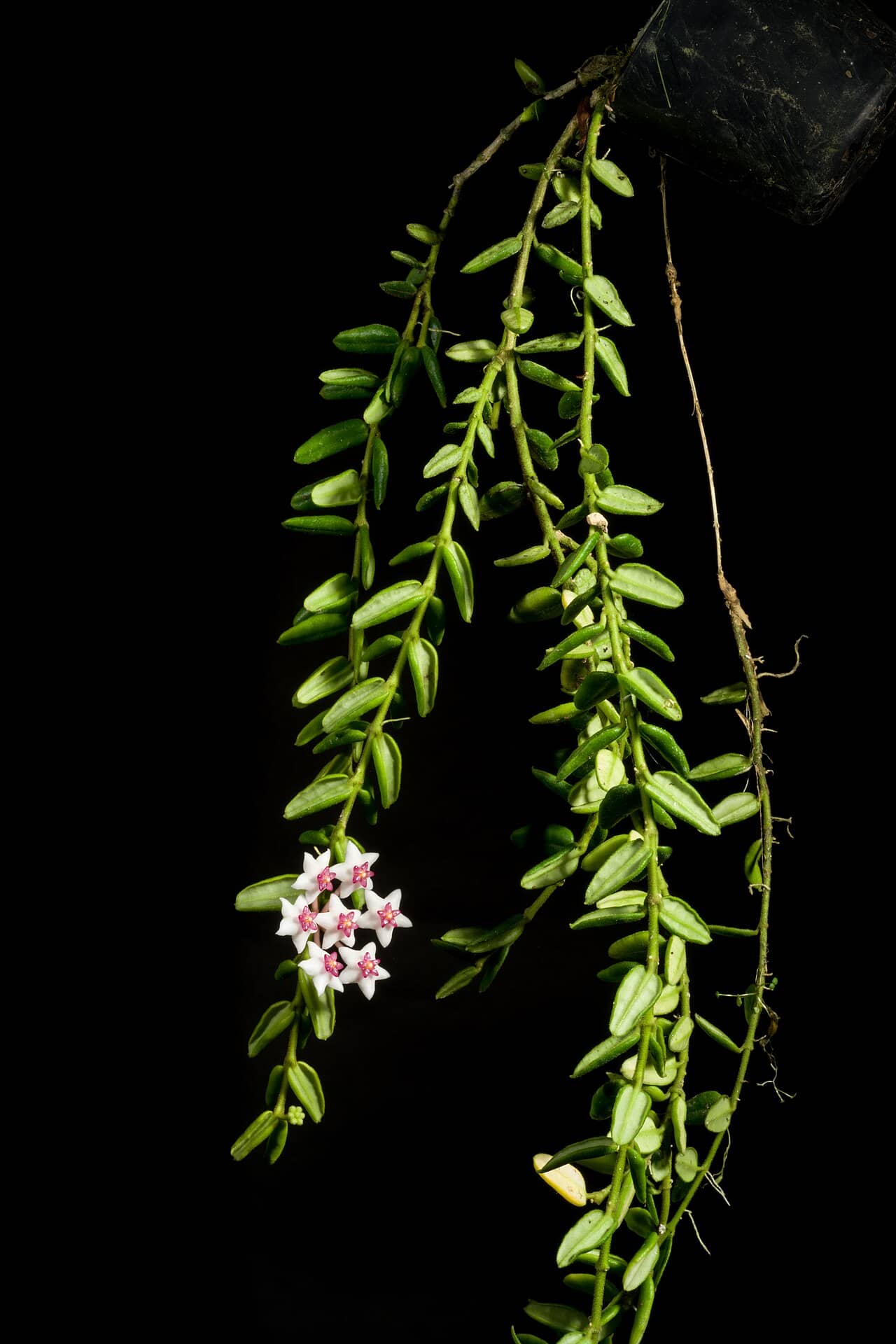 Miniature Wax Plant (Hoya bella), the whole plant.