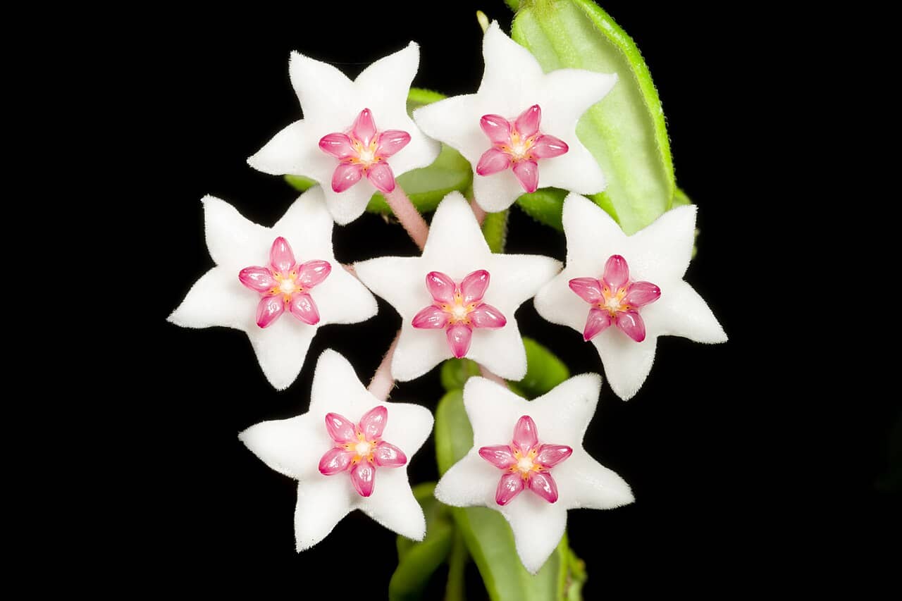 Flowers of Miniature Wax Plant (Hoya bella).