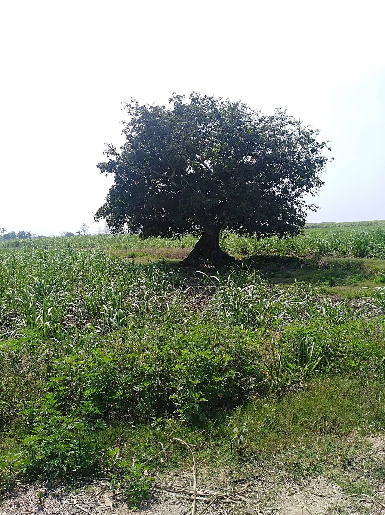Money tree (Pachira aquatica), the whole plant.