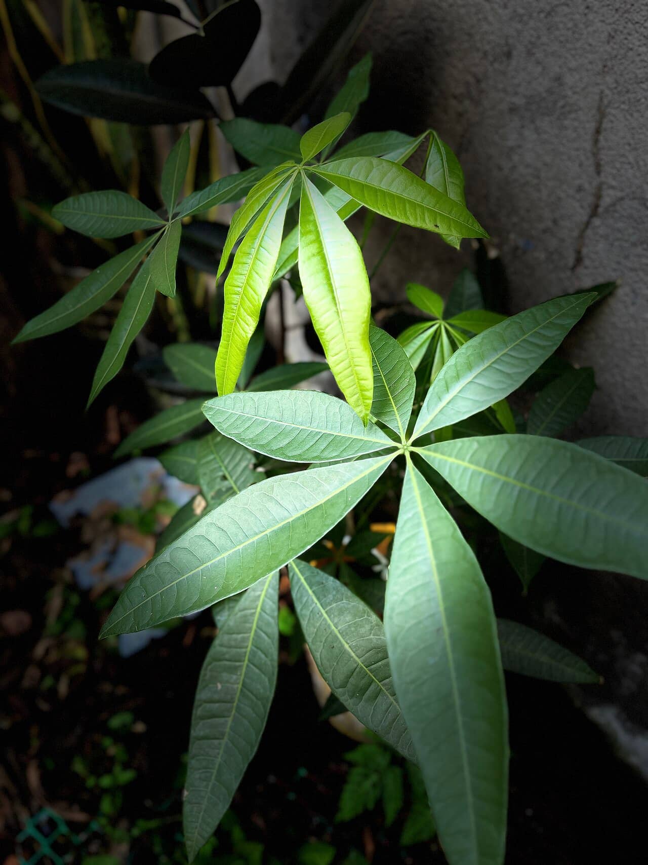 Close view of Money tree (Pachira aquatica) foliage.