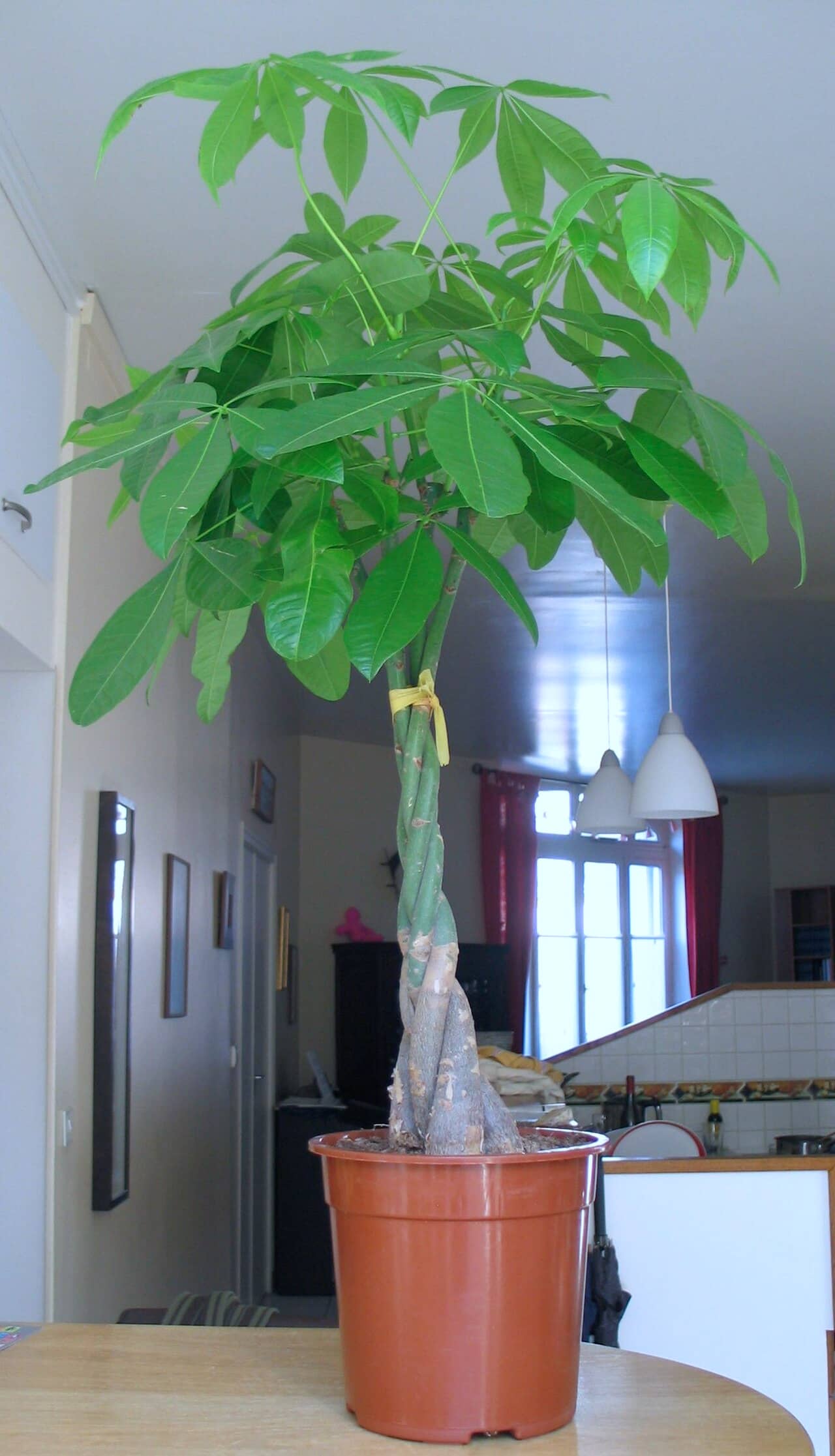 Money tree (Pachira aquatica) growing in a pot.