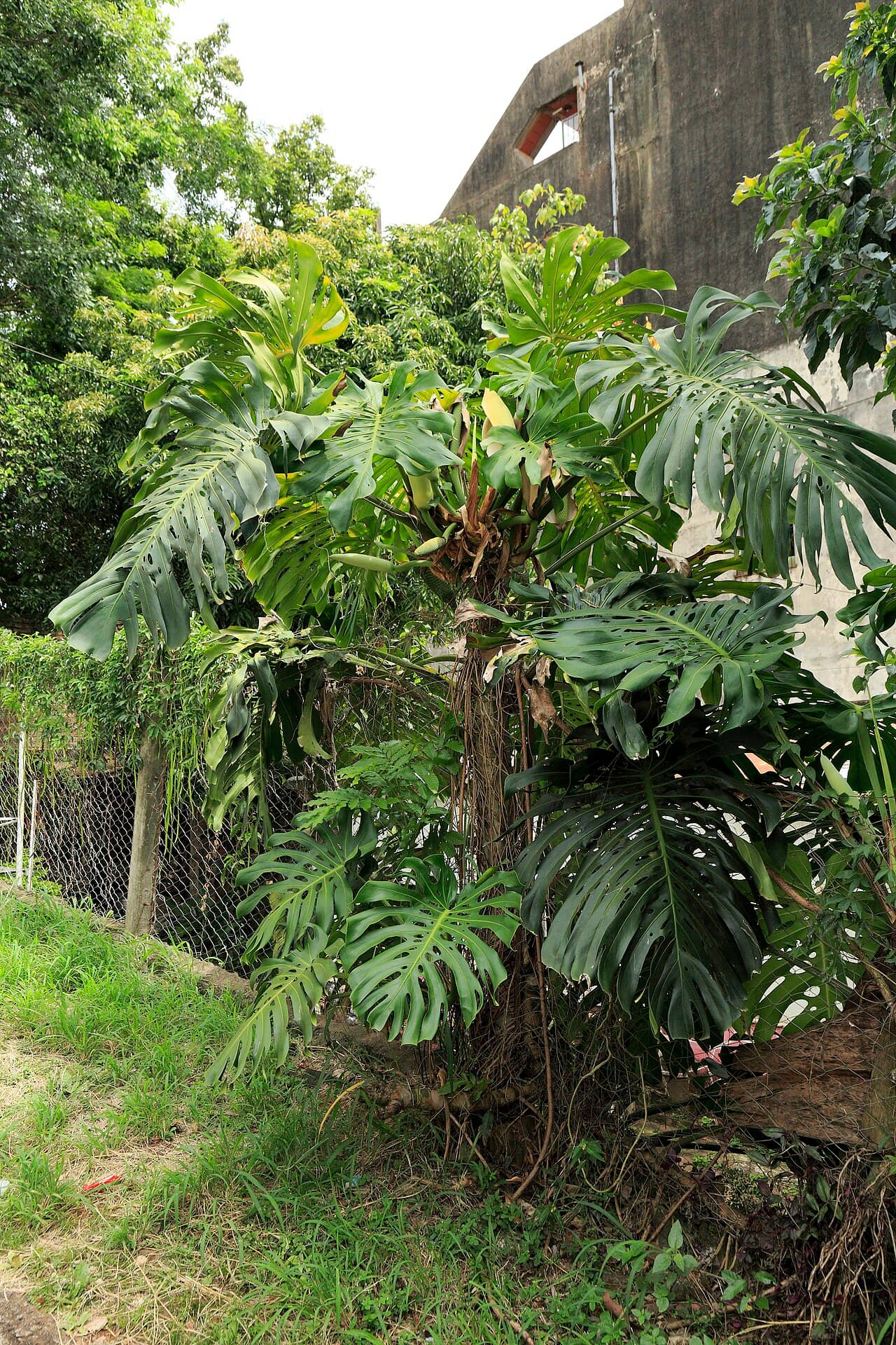 Monstera (Monstera deliciosa), the whole plant.