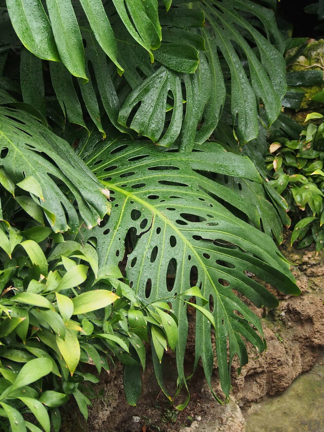 Close view of Monstera (Monstera deliciosa) foliage.