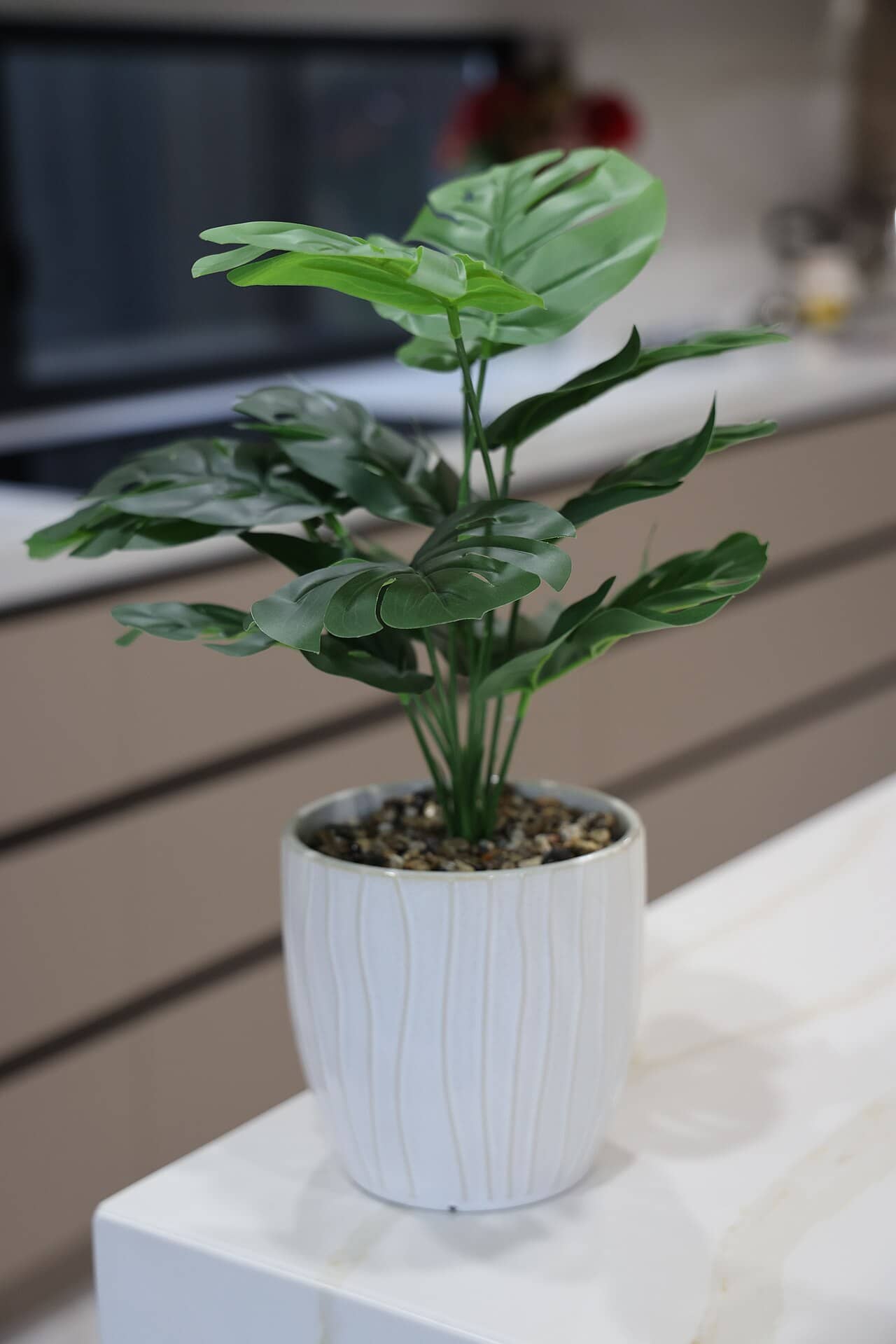 Monstera (Monstera deliciosa) growing in a pot.