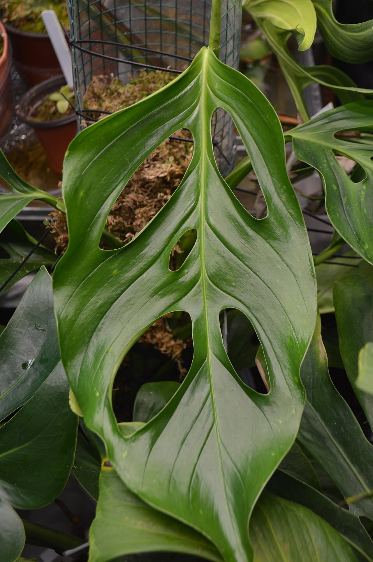 Close view of Monstera acacoyaguensis (Monstera acacoyaguensis) foliage.