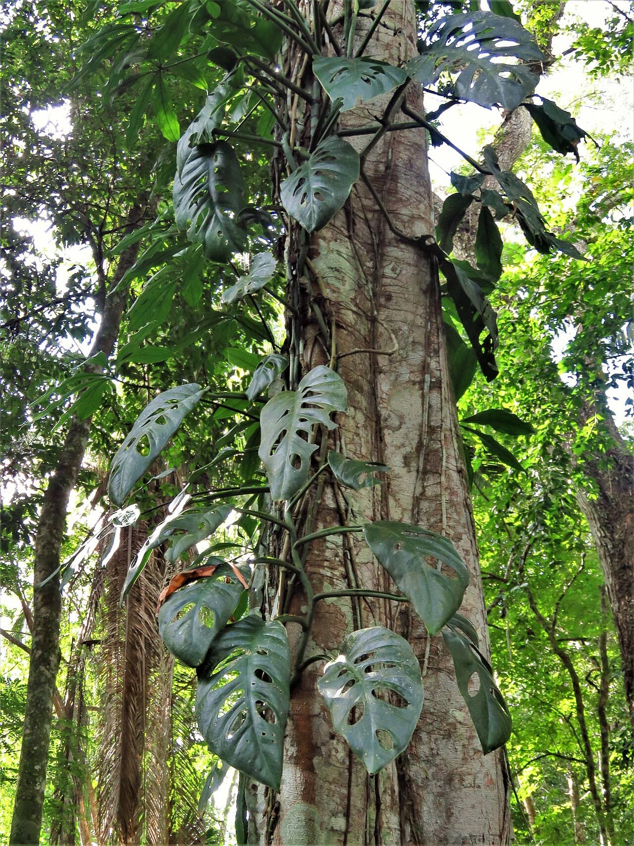 Monstera acuminata (Monstera acuminata), the whole plant.