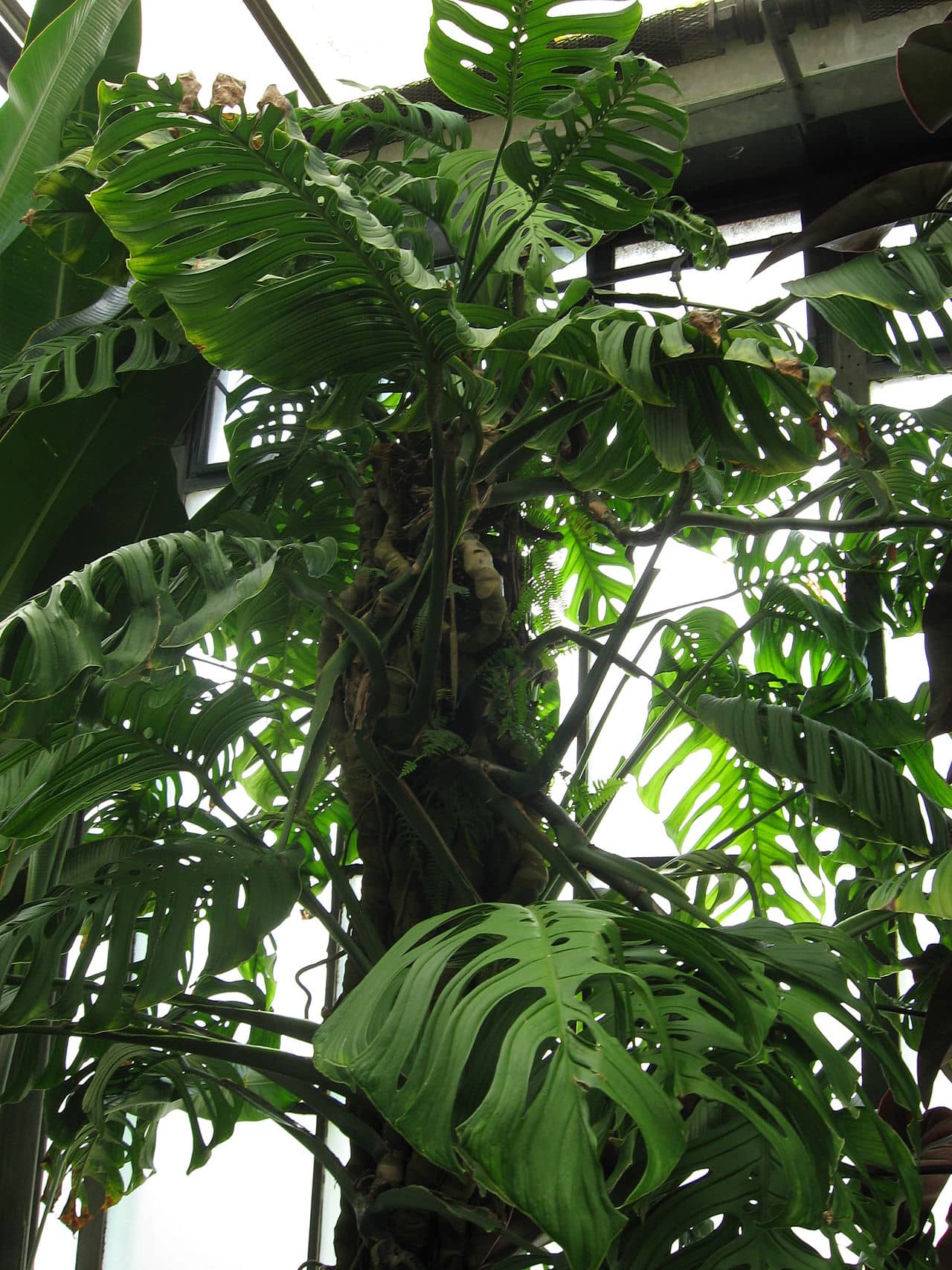 Swiss Cheese Plant (Monstera epipremnoides), the whole plant.
